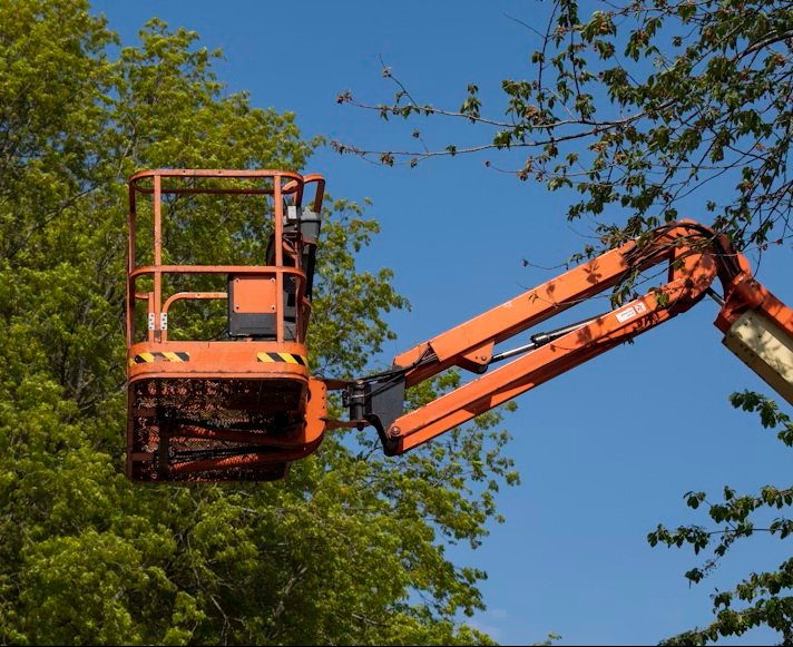 Crane-assisted tree removal in Tampa, Florida