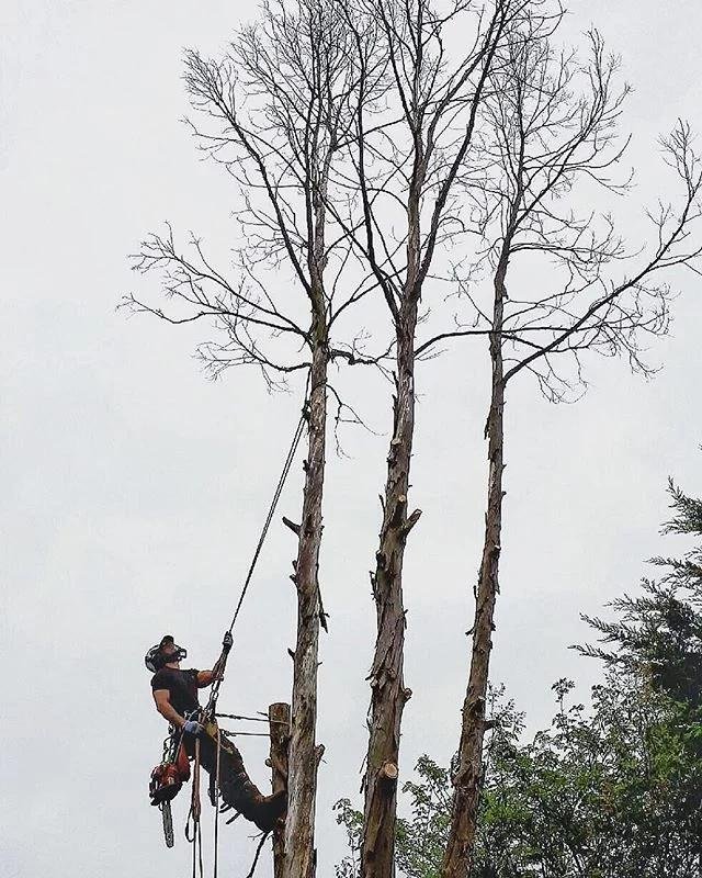 Dead tree removal in Tampa, Florida