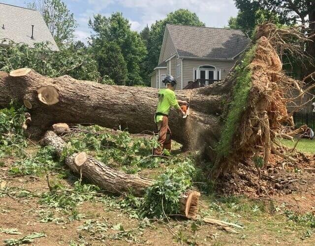 Fallen tree removal service in Tampa, Florida