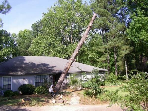Hazardous tree removal service in Tampa, Florida