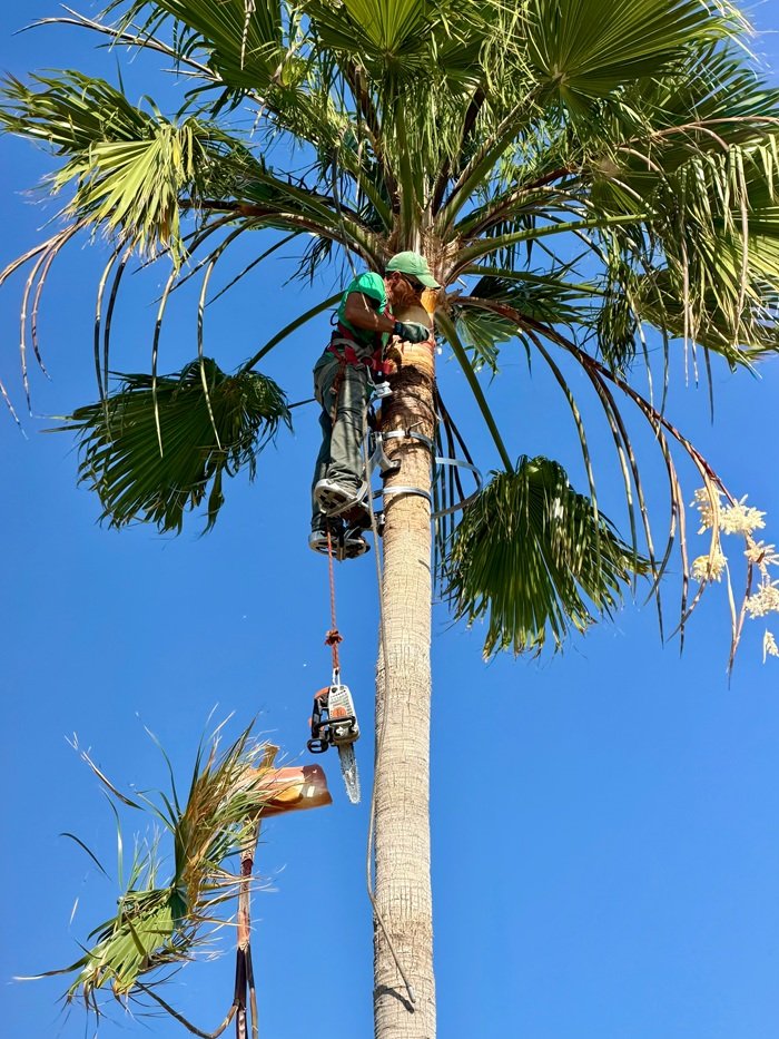 Palm tree removal service in Tampa, Florida
