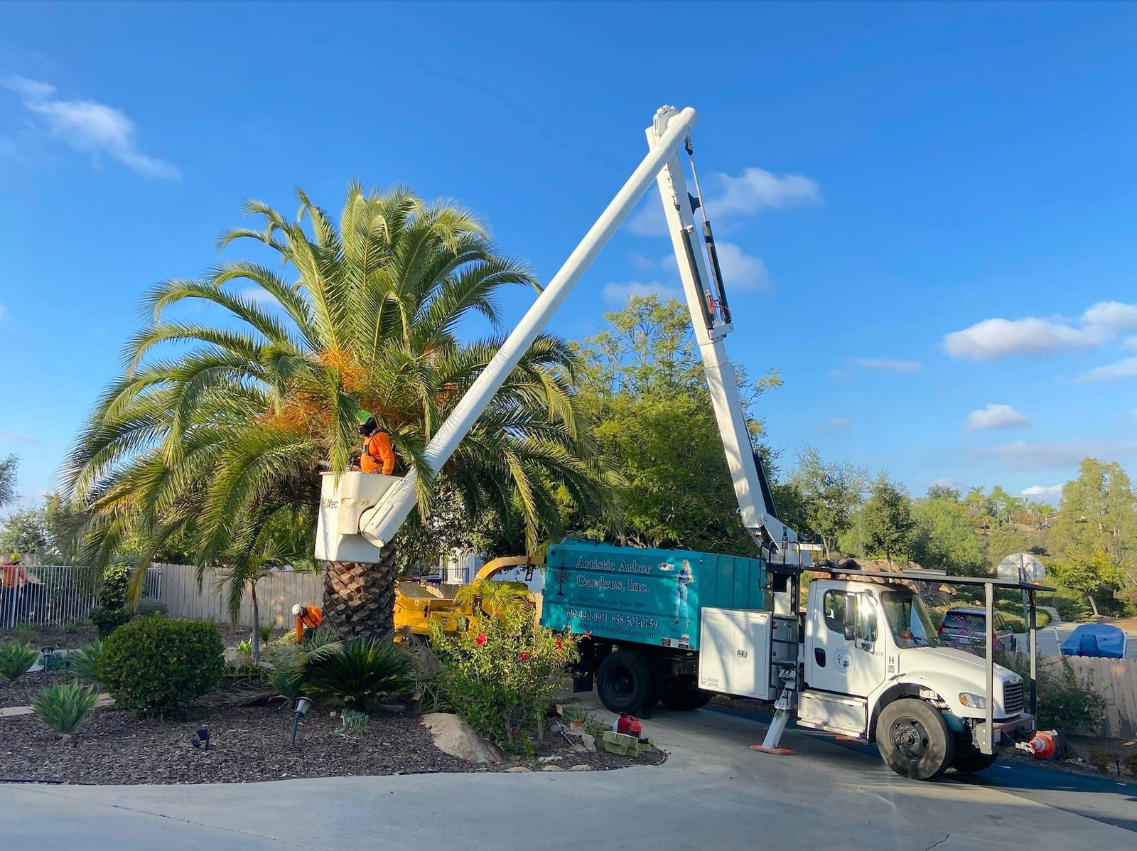 Palm tree trimming service in Tampa, Florida