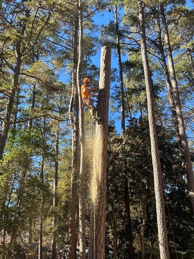 Pine tree removal in Tampa, Florida