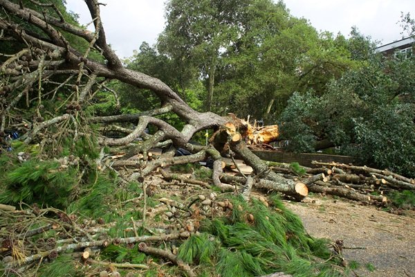 Emergency storm damage cleanup in Tampa, Florida