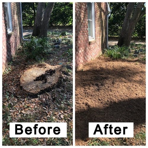 Stump removal service in Tampa, Florida