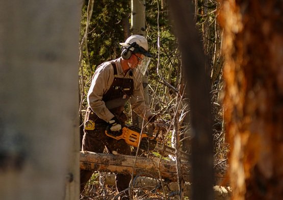 Professional tree cutting service in Tampa, Florida