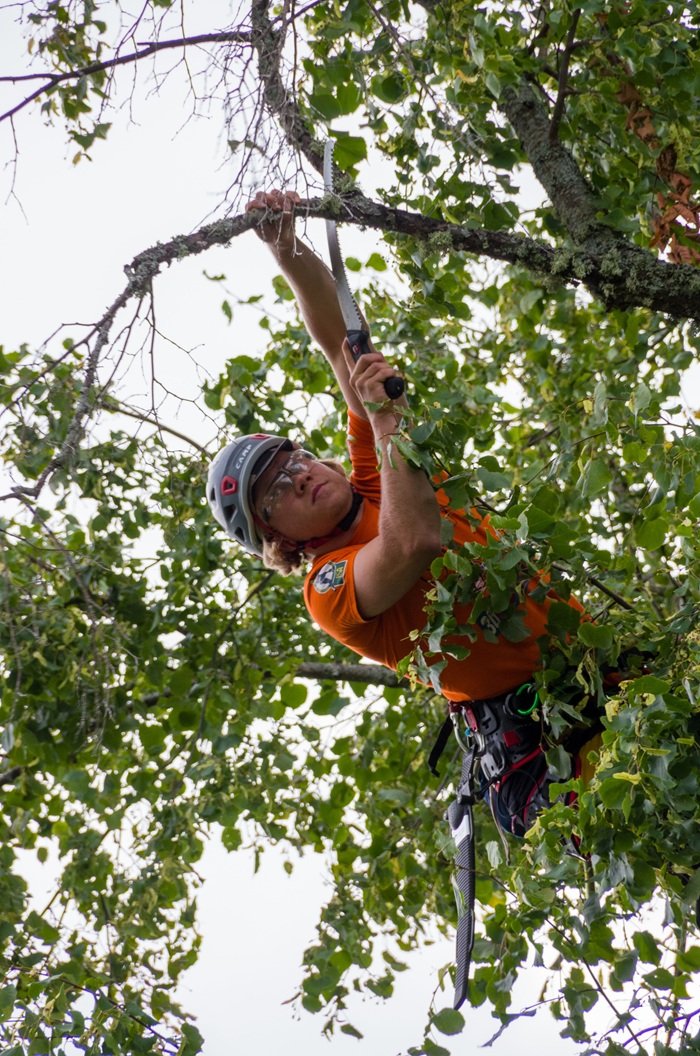 Professional tree pruning service in Tampa, Florida