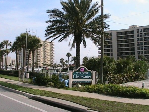 Tree service in Clearwater, Florida