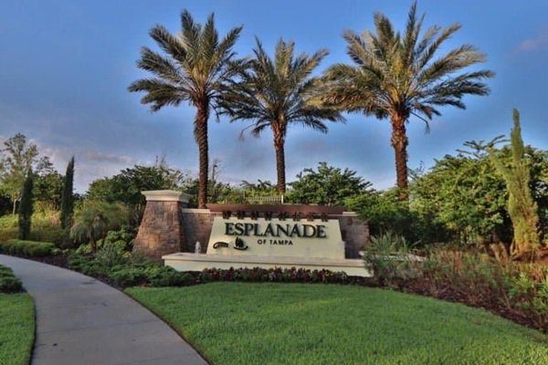 Tree service in New Tampa, Florida
