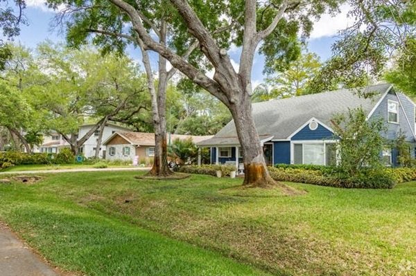 Tree service in South Tampa, Florida